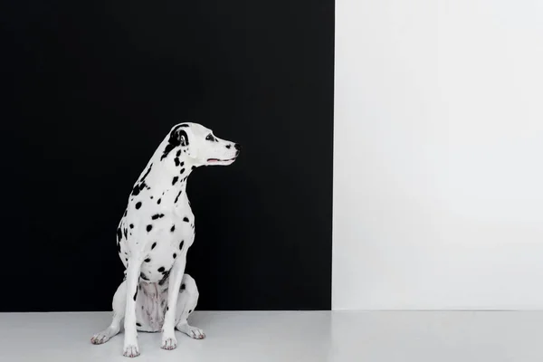 Um cão dálmata bonito sentado perto da parede preta e branca e olhando para longe — Fotografia de Stock