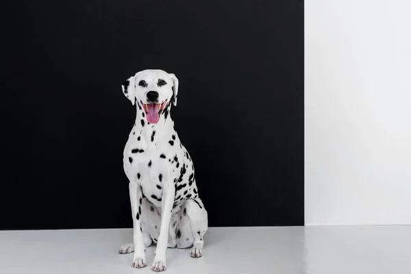 Un lindo perro dálmata sentado cerca de la pared en blanco y negro con la boca abierta - foto de stock