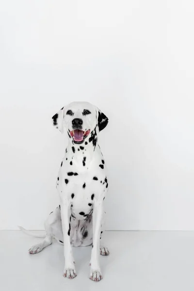 One cute dalmatian dog sitting near white wall — Stock Photo