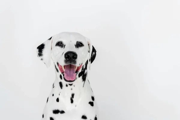 Ein süßer dalmatinischer Hund mit offenem Maul isoliert auf weiß — Stockfoto