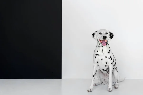 Un simpatico cane dalmata seduto vicino al muro bianco e nero — Foto stock