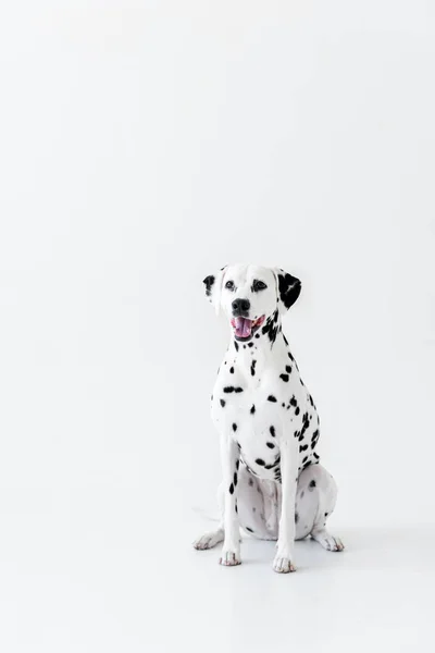Un simpatico cane dalmata seduto sul bianco — Foto stock