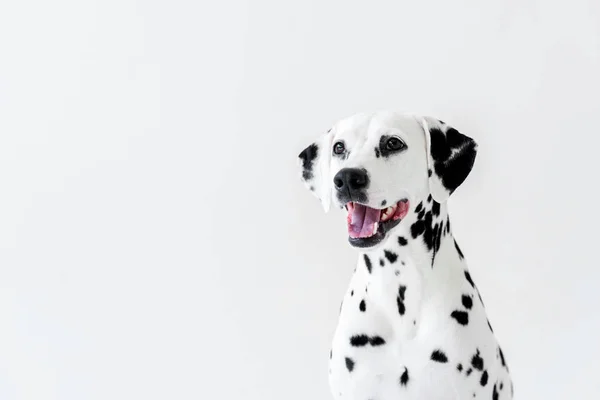 One cute dalmatian dog with open mouth looking away isolated on white — Stock Photo