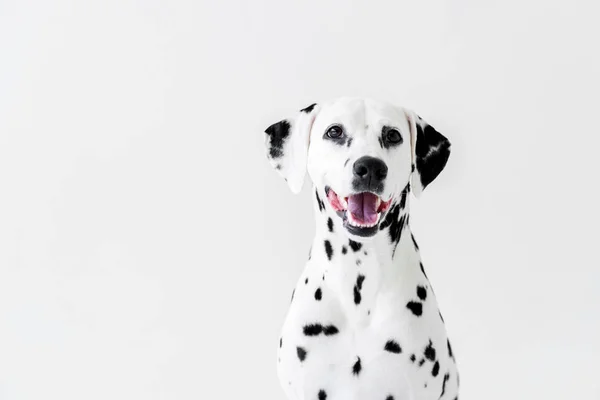 Одна милая далматинская собака с открытым ртом, изолированная на белом — стоковое фото