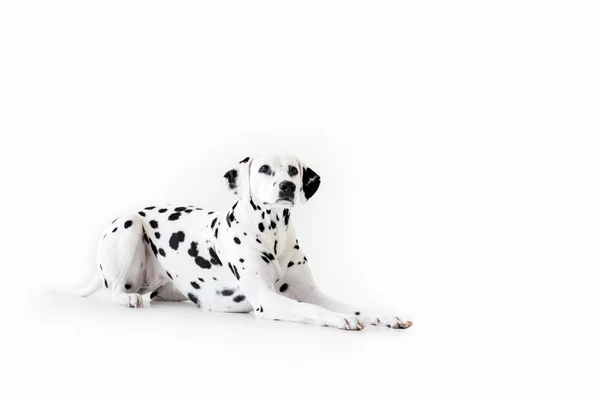 Un simpatico cane dalmata sdraiato isolato sul bianco — Foto stock