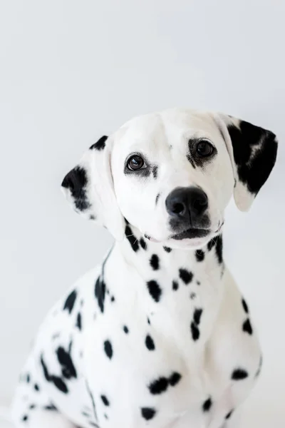 Un lindo perro dálmata aislado en blanco - foto de stock