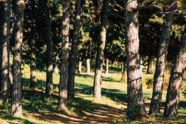 Sonbahar ormanındaki ağaçlar