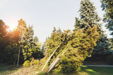 Sonbahar parkında ağaçlar