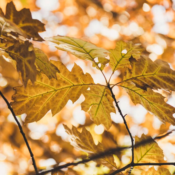 yellow leaves