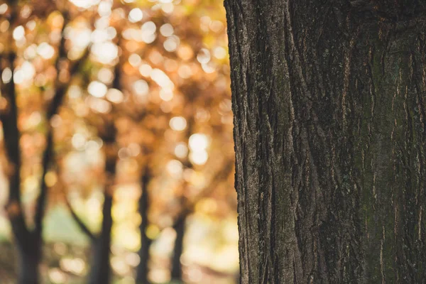 Corteccia d'albero — Foto Stock