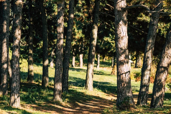 Árboles en bosque de otoño —  Fotos de Stock