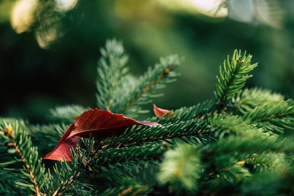 Pine tree branches