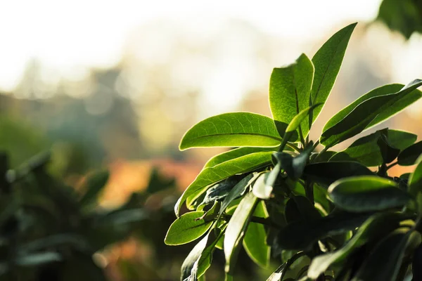 green leaves