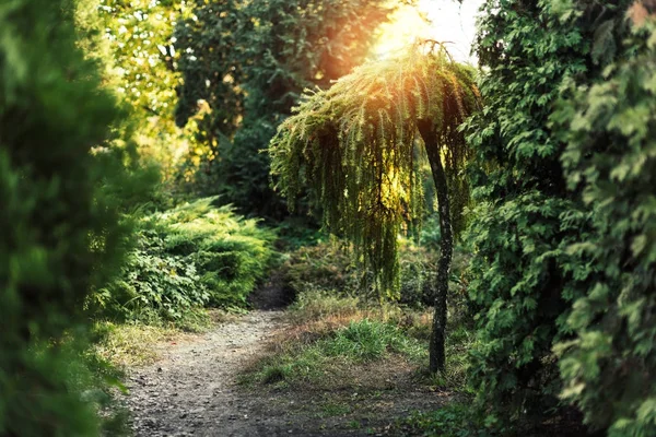 Bomen in het herfstpark — Stockfoto