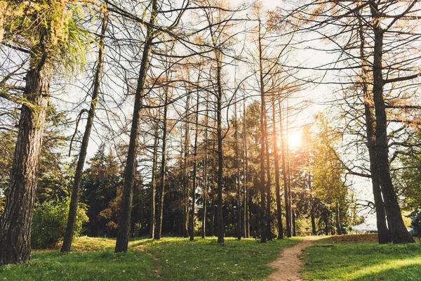 Alberi nel parco autunnale — Foto Stock