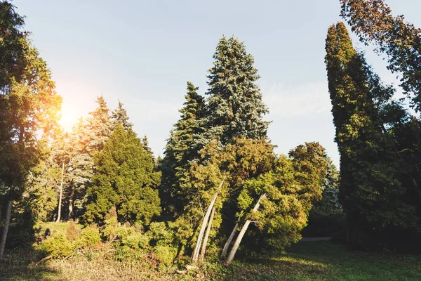 Trees in autumn park — Stock Photo, Image