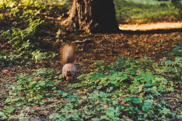 在森林里的松鼠 — 图库照片