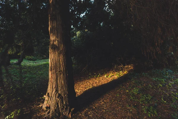 秋の森の木 — ストック写真
