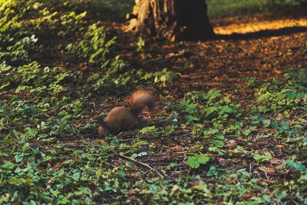 Veveriță în parc — Fotografie, imagine de stoc