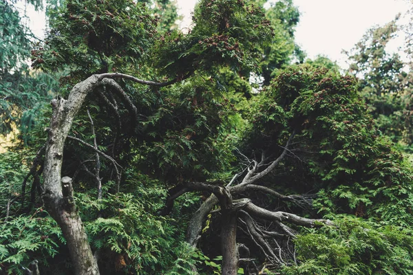 Bäume — Stockfoto