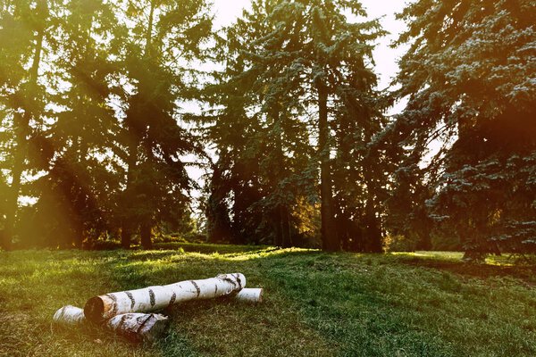 stumps in autumn forest