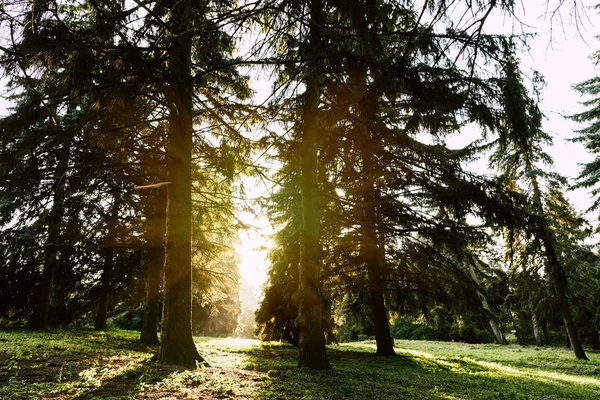 Nascer do sol na floresta de outono — Fotografia de Stock