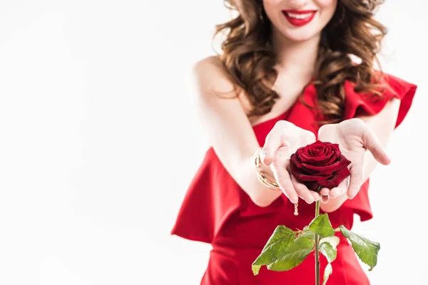 Imagem Cortada Menina Elegante Atraente Mostrando Rosa Vermelha Mãos Isoladas — Fotografia de Stock