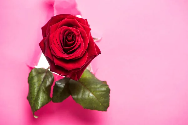 Satu Mawar Merah Dengan Daun Hijau Mencuat Dari Lubang Kertas — Foto Stok Gratis