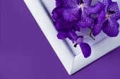 pohled shora květy orchidejí na bílý rámeček na fialovou povrchu