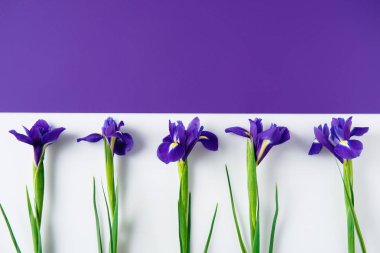 top view of iris flowers on halved iris and white surface clipart