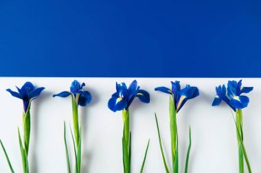 Iris çiçek yarıya mavi ve beyaz yüzey üzerinde düz yatıyordu kompozisyon