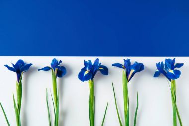 flat lay composition of iris flowers on halved blue and white surface clipart