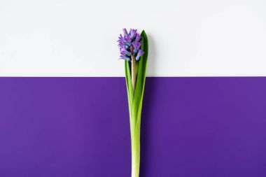 top view of hyacinth flowers on halved purple and white surface clipart