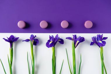 Iris çiçek macaron kurabiyeyle üstten görünüm mor ve beyaz yüzeyi