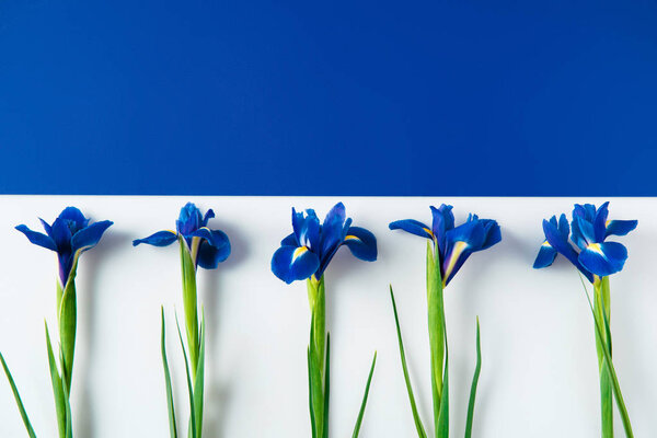 flat lay composition of iris flowers on halved blue and white surface