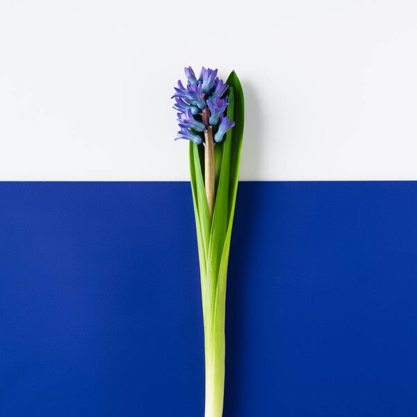 top view of beautiful hyacinth flowers on halved blue and white surface