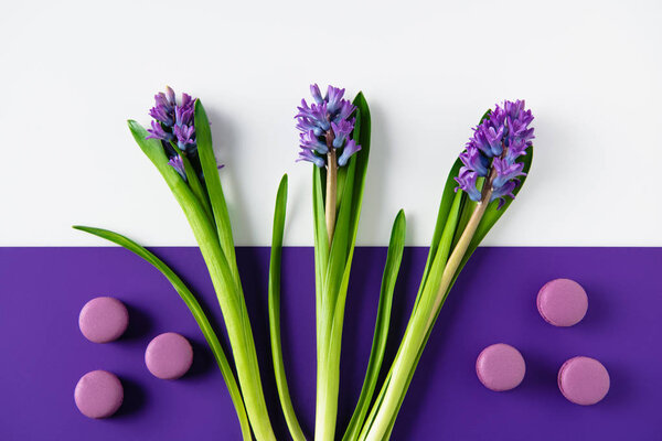 top view of hyacinth flowers with macaron cookies on purple and white surface