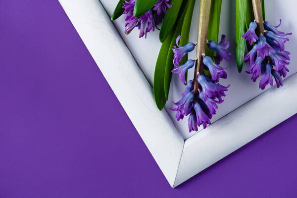 top view of hyacinth flowers on white frame on purple surface