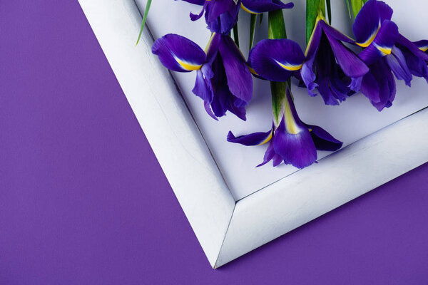 top view of iris flowers on white frame on purple surface