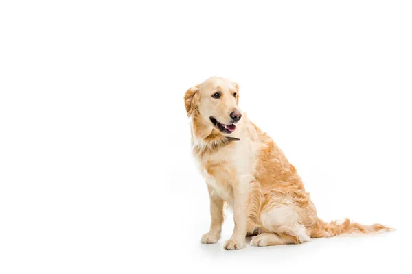 Estudio Plano Sentado Golden Retriever Aislado Blanco — Foto de Stock