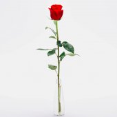 Nahaufnahme der schönen blühenden Rose Blume in Glas isoliert auf weiß 