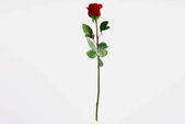 szép virágzó piros rózsa virág elszigetelt fehér 