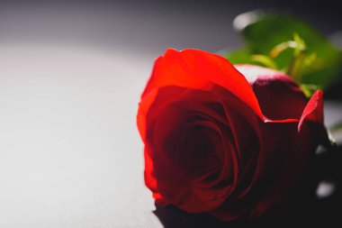 güzel ihale gül çiçek Grey görmek 