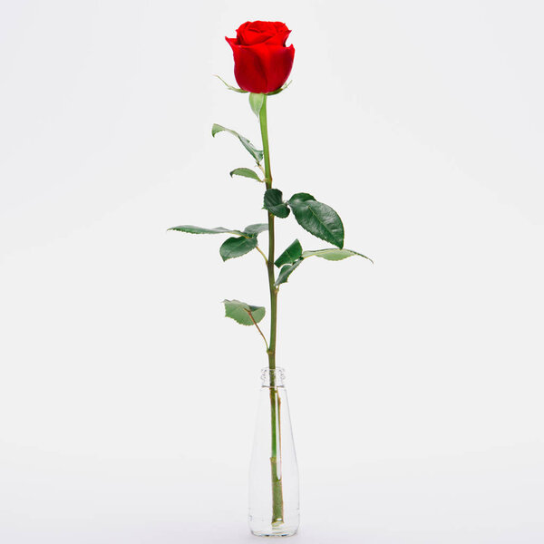 Картина, постер, плакат, фотообои "крупным планом вид красивый цветущий цветок розы стеклянной банке изолированы — стоковое фото", артикул 185308030