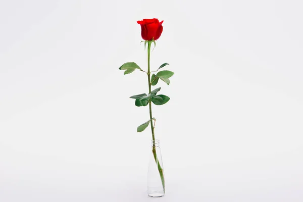美丽嫩红色玫瑰花在玻璃瓶被隔绝白色 — 图库照片