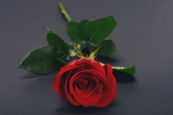 Vista Cerca Hermosa Flor Rosa Roja Tierna Aislada Gris — Foto de Stock