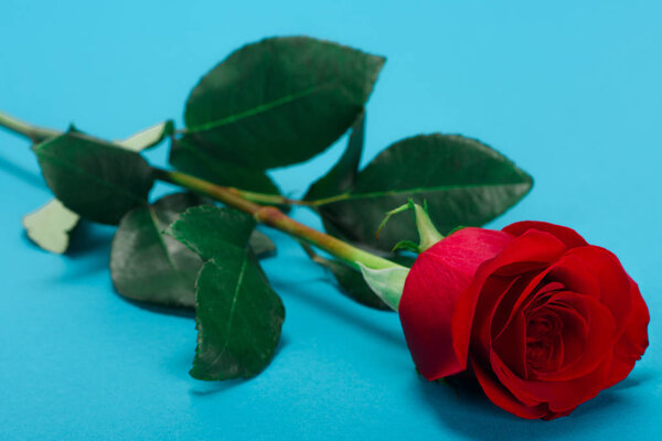 close-up view of beautiful tender rose flower on blue