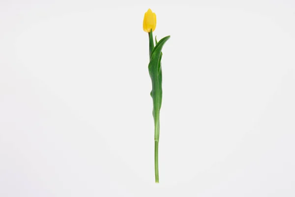 Bela Flor Tulipa Amarela Florescendo Com Folhas Verdes Isoladas Branco — Fotografia de Stock