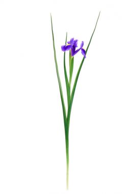 güzel çiçek açan Iris çiçek üzerinde beyaz izole yakından görmek 