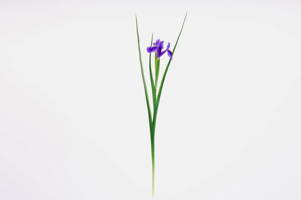 Vacker Blommande Iris Blomma Isolerad Vit — Stockfoto